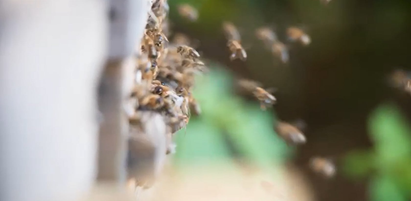 Bienen Max