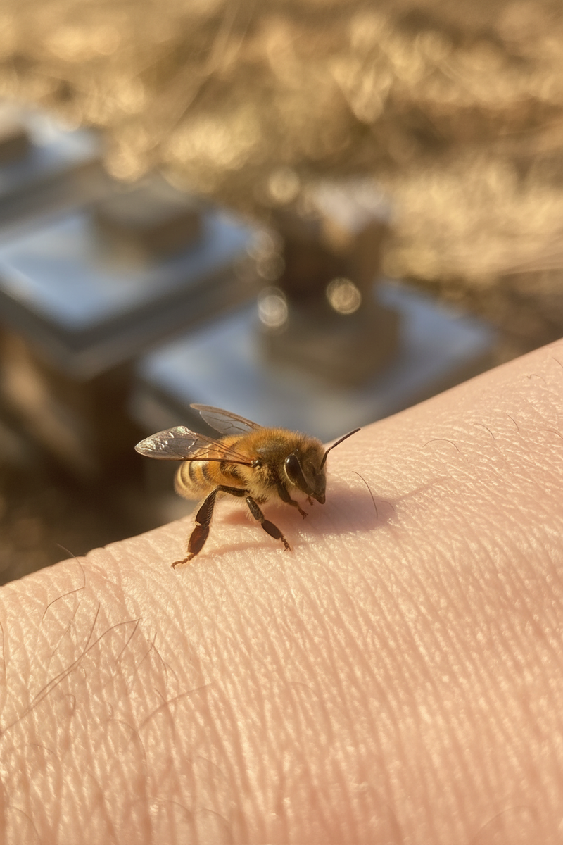 Biene auf Hand – warm & golden
