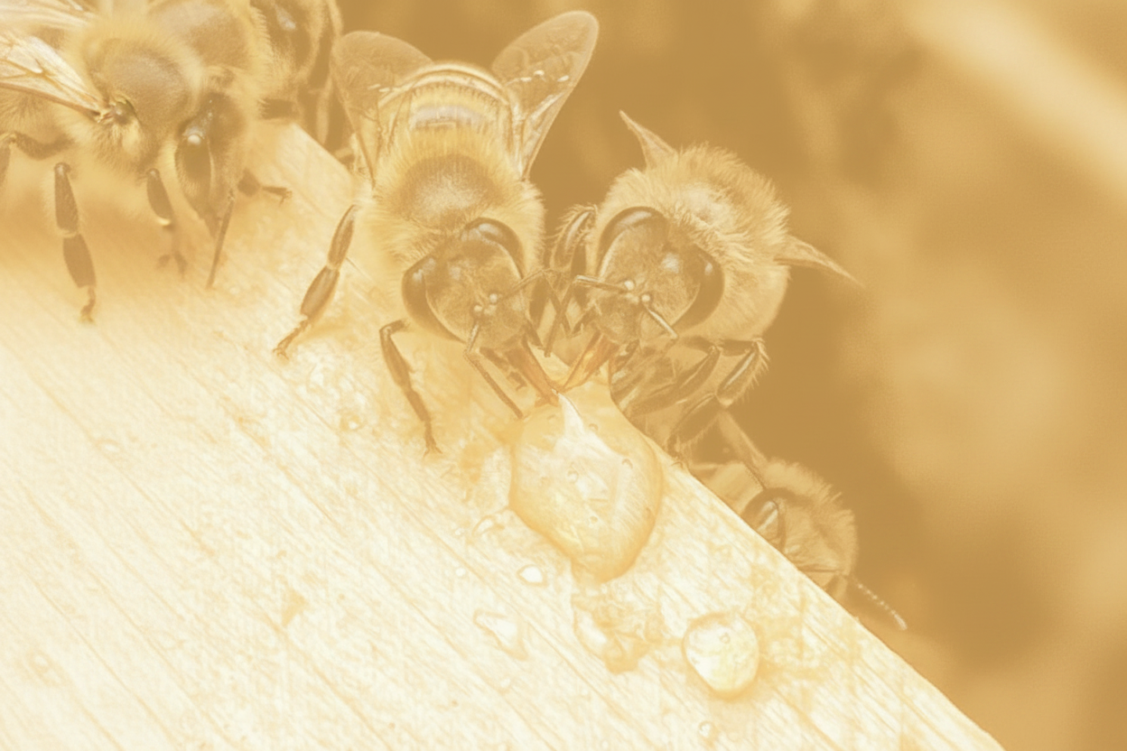 Bienen zentriert – warm & transparent