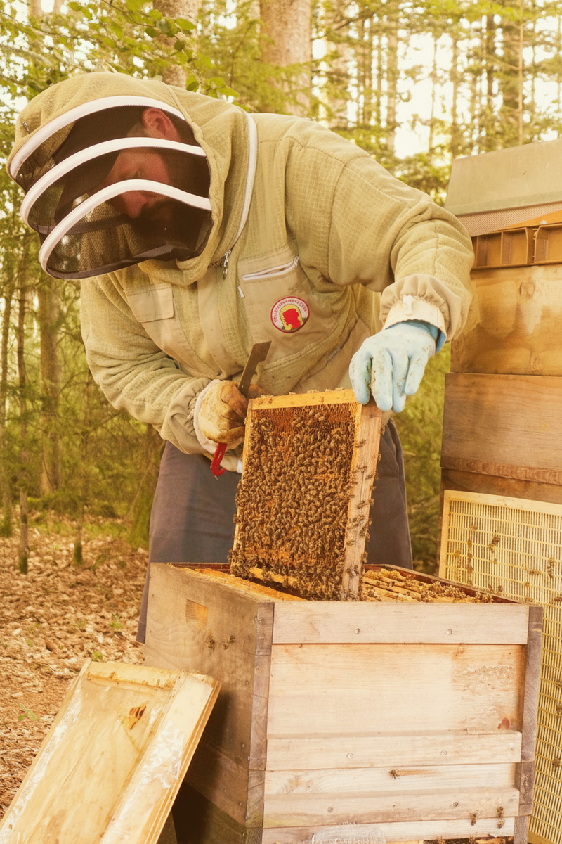 Imker am Bienenstock – warm & klar